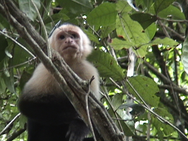 Costa Rica 051.jpg